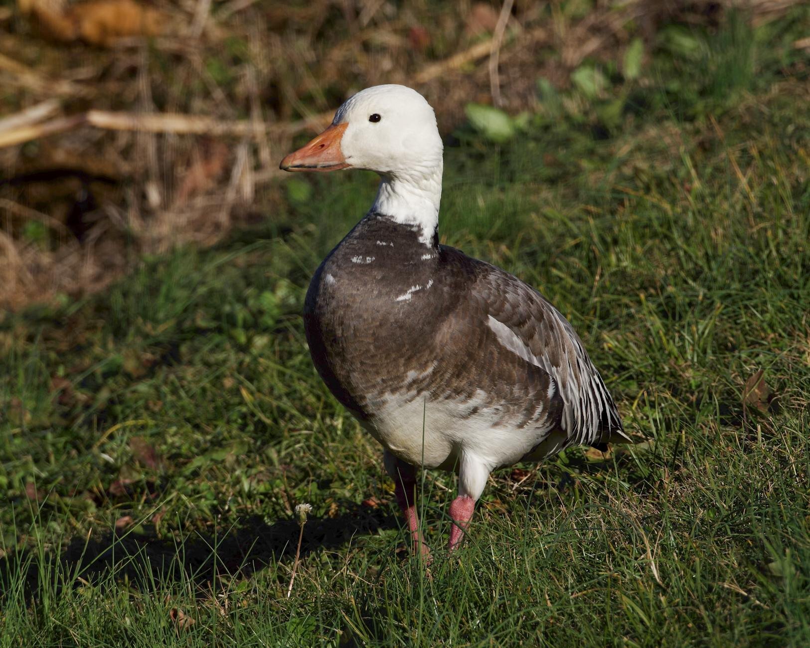 snow goose in close up