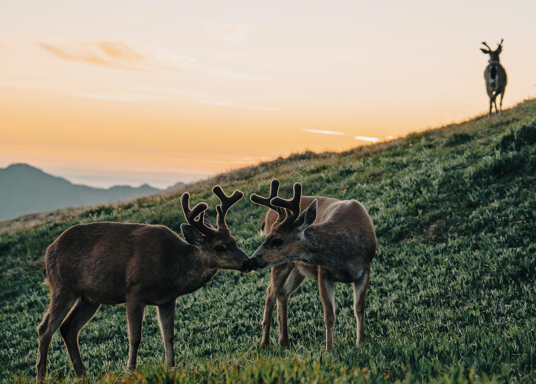 elks by the foot of the hill