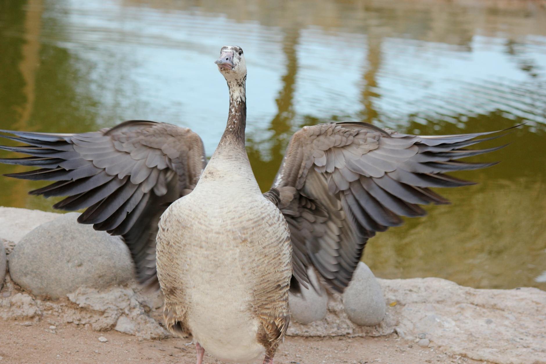 big brown goose flapping its wings