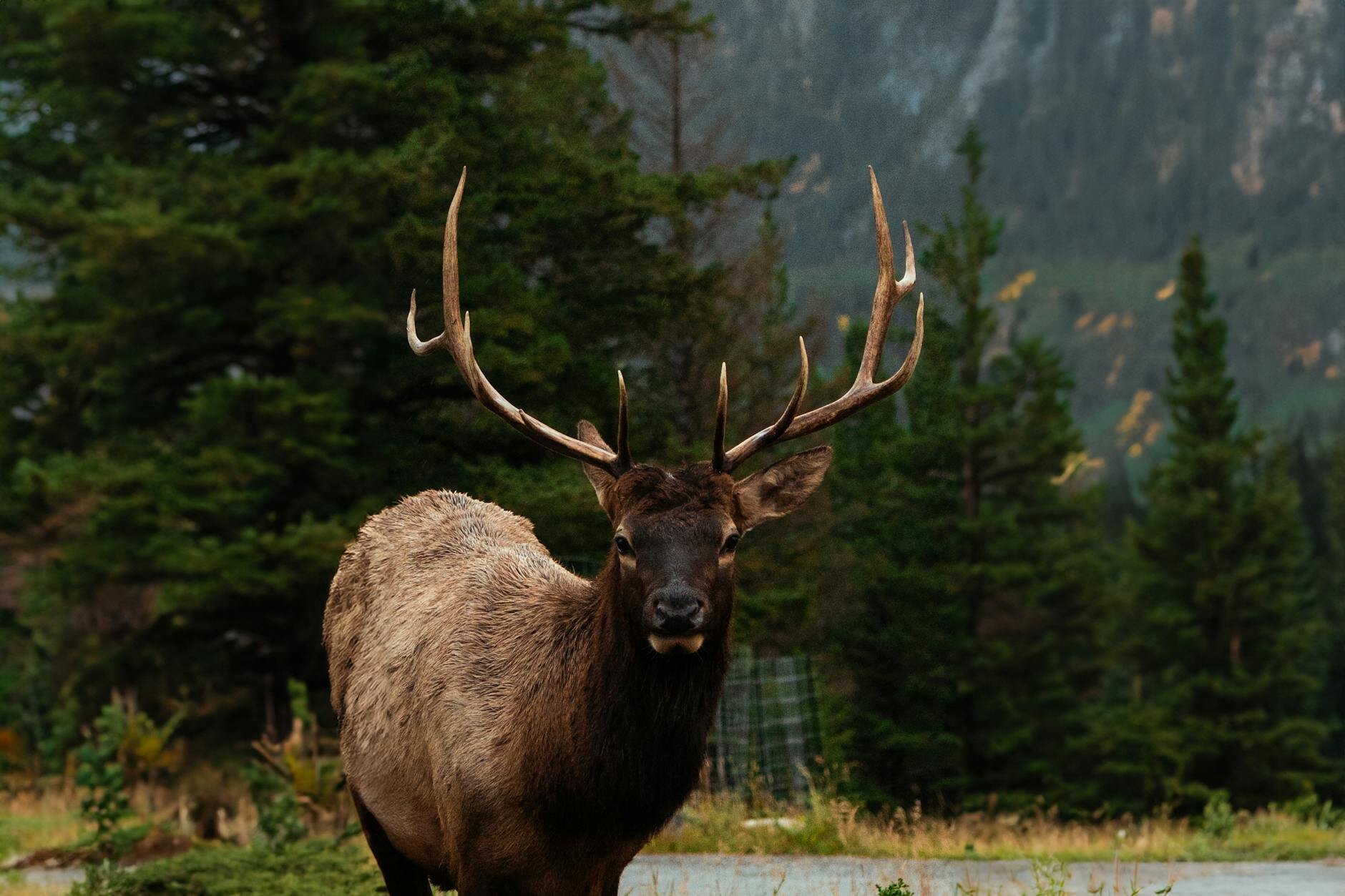 majestic elk on a mountainside