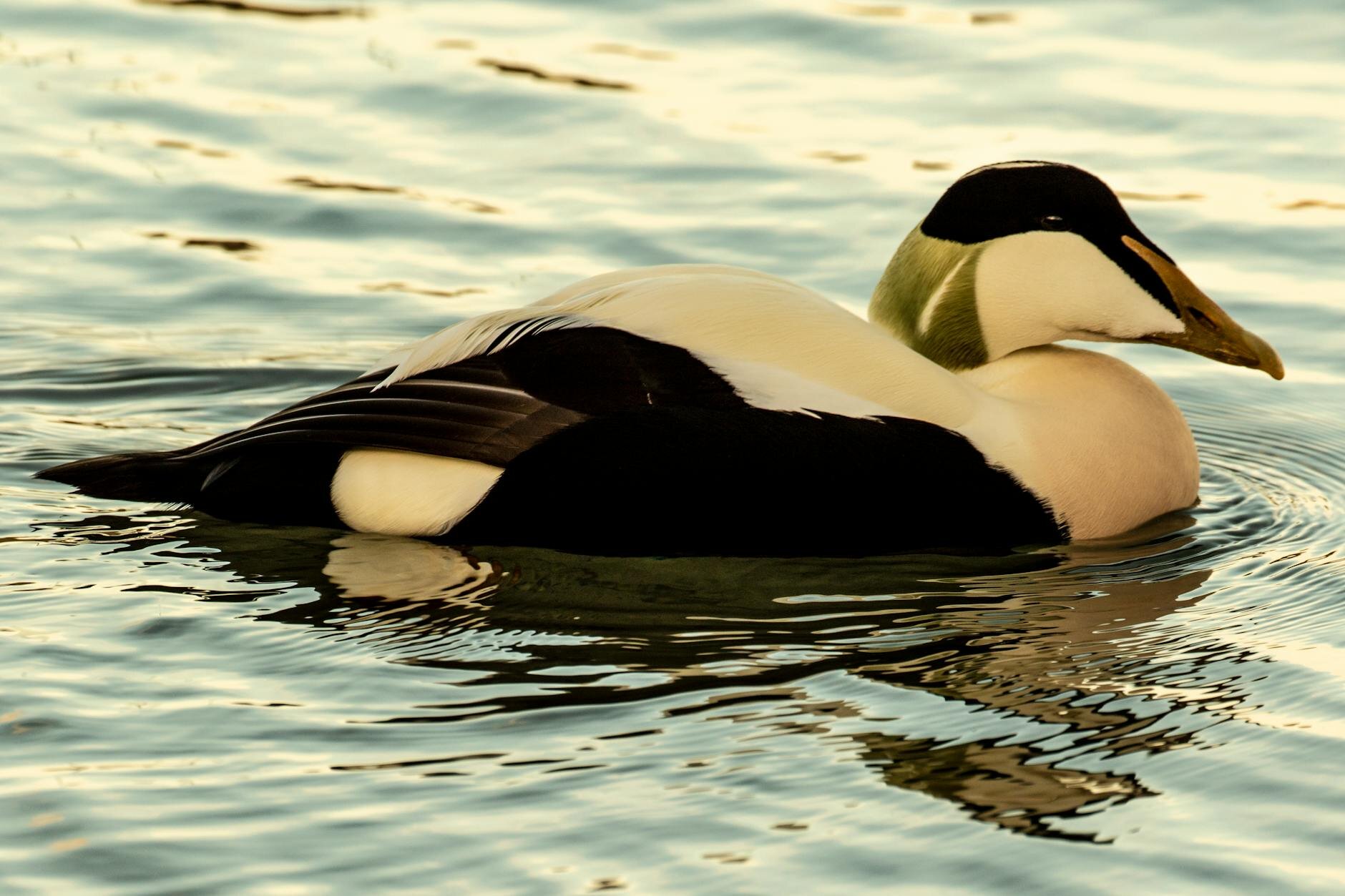 a lone common eider