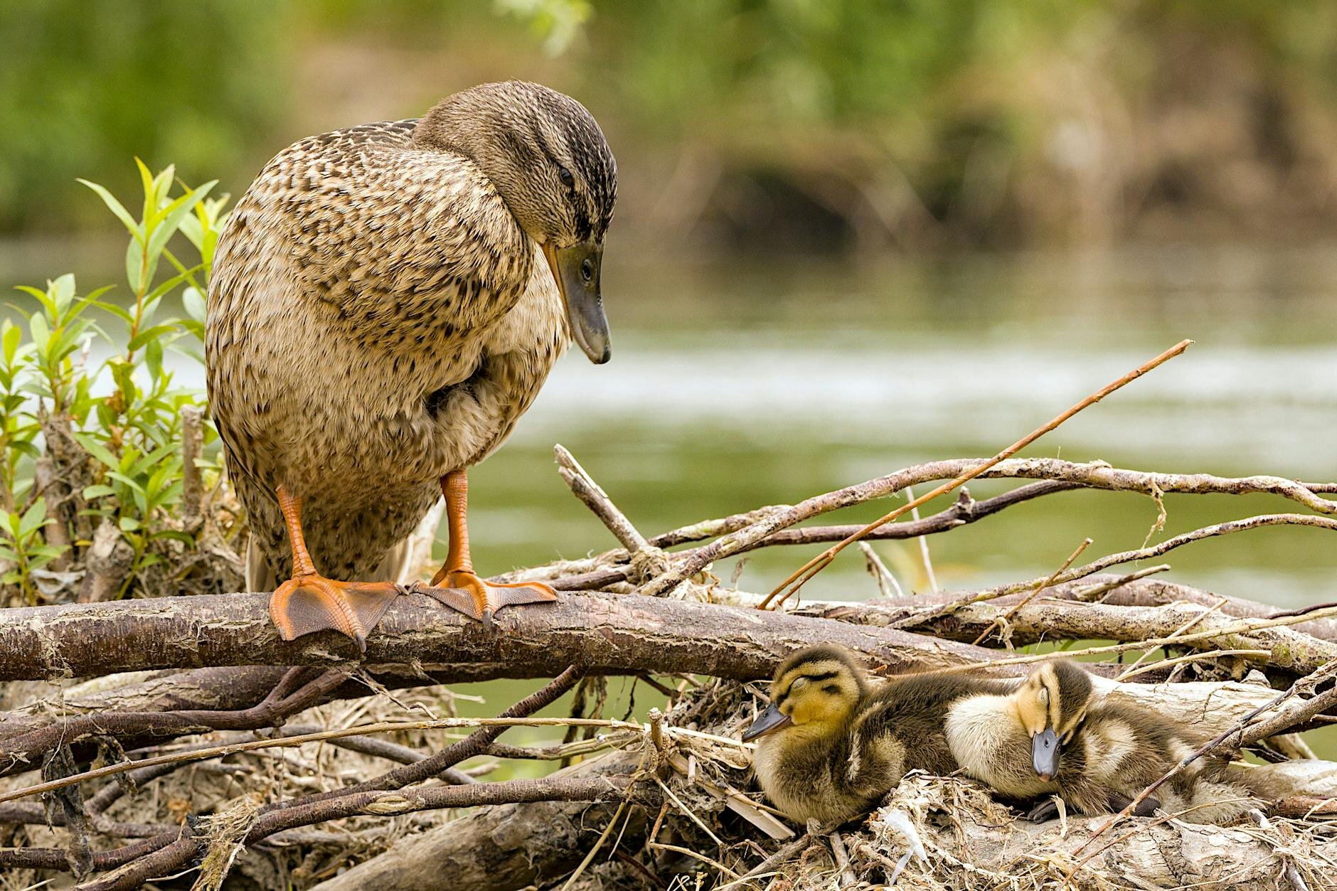 Ducks on a tree branch by the river