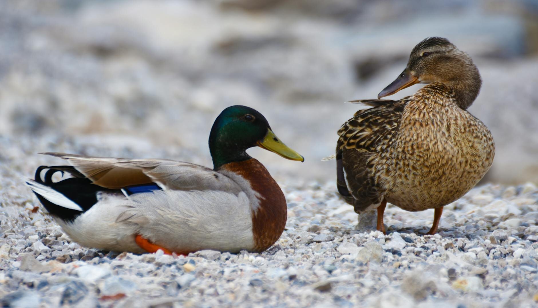 ducks standing on pebbles