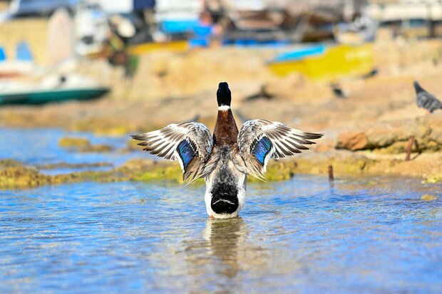 blue-winged duck spreading wings in pond