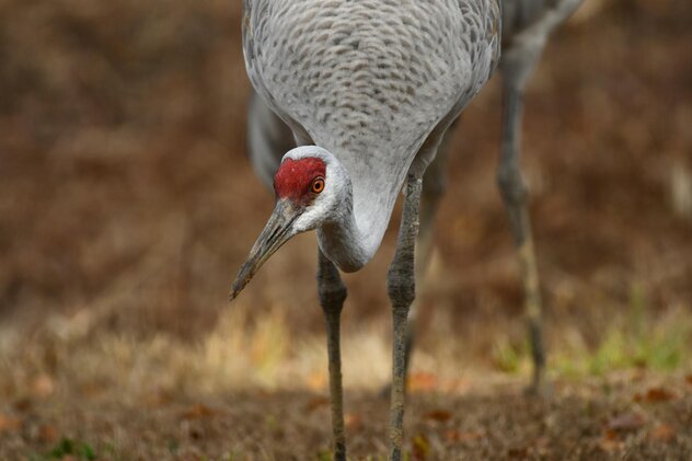 Close up shot of a sandhill crane