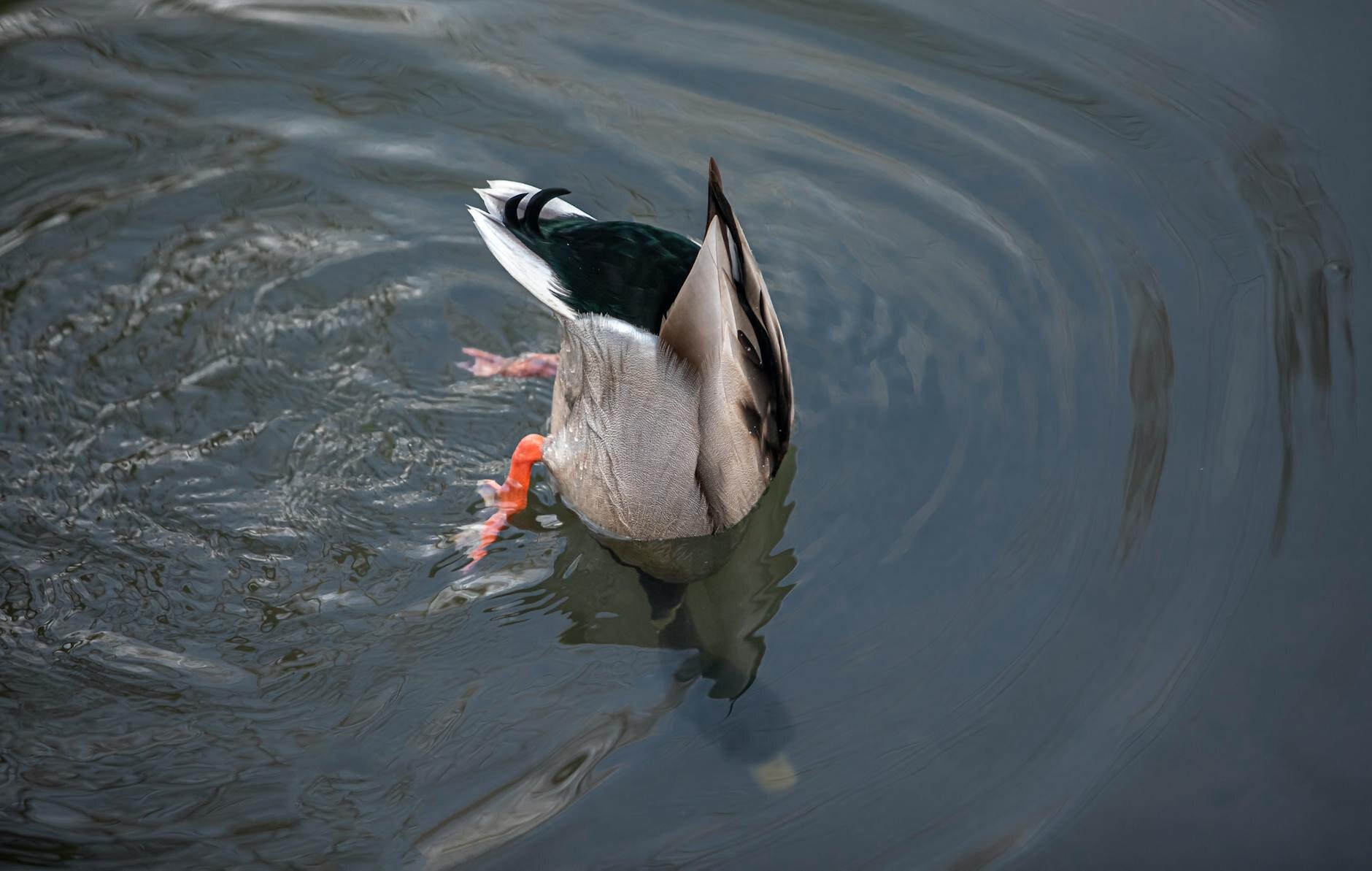 wild duck diving in the water