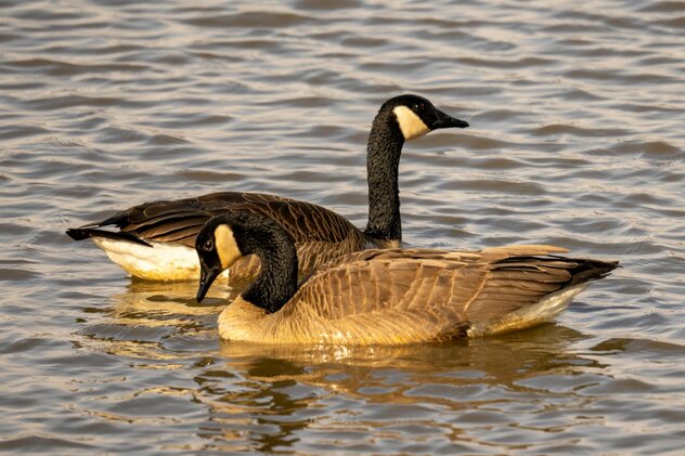 a pair of Canada goose swimming on the lake