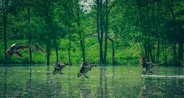 Flock of Canadian geese flying over a pond
