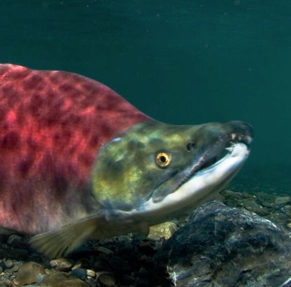 Salmon Fishing