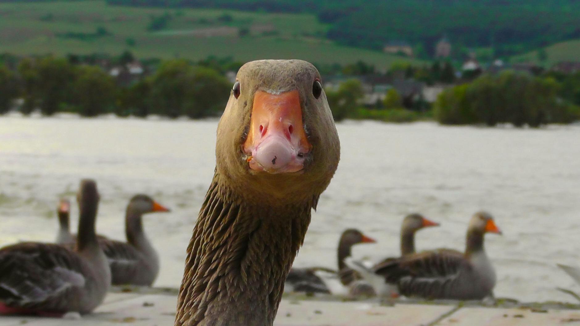 brown goose up close