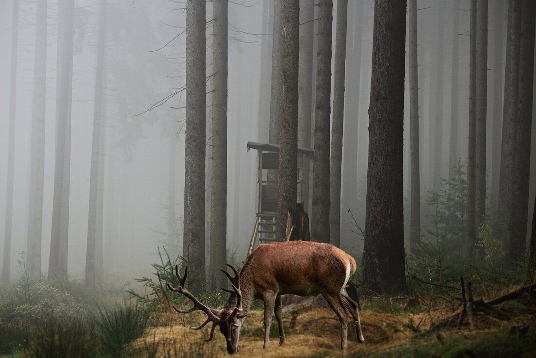 buck deer grazing in the woods during a hunting trip with a deer blind in the background