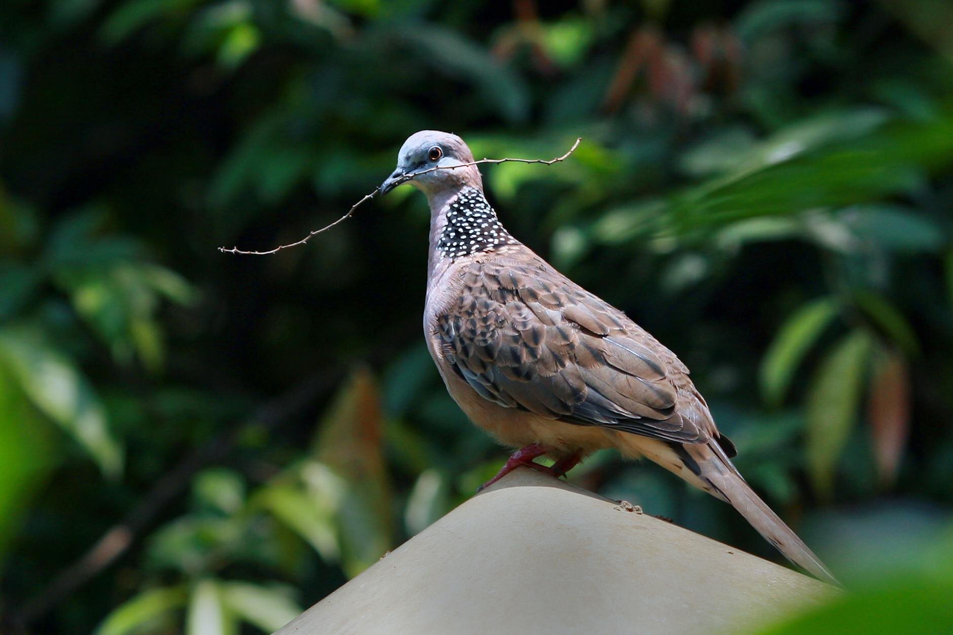 dove with a twig on its mouth