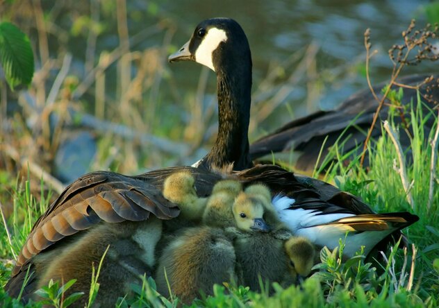 Canada goose and goslings
