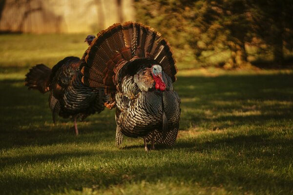 Turkey Hunts