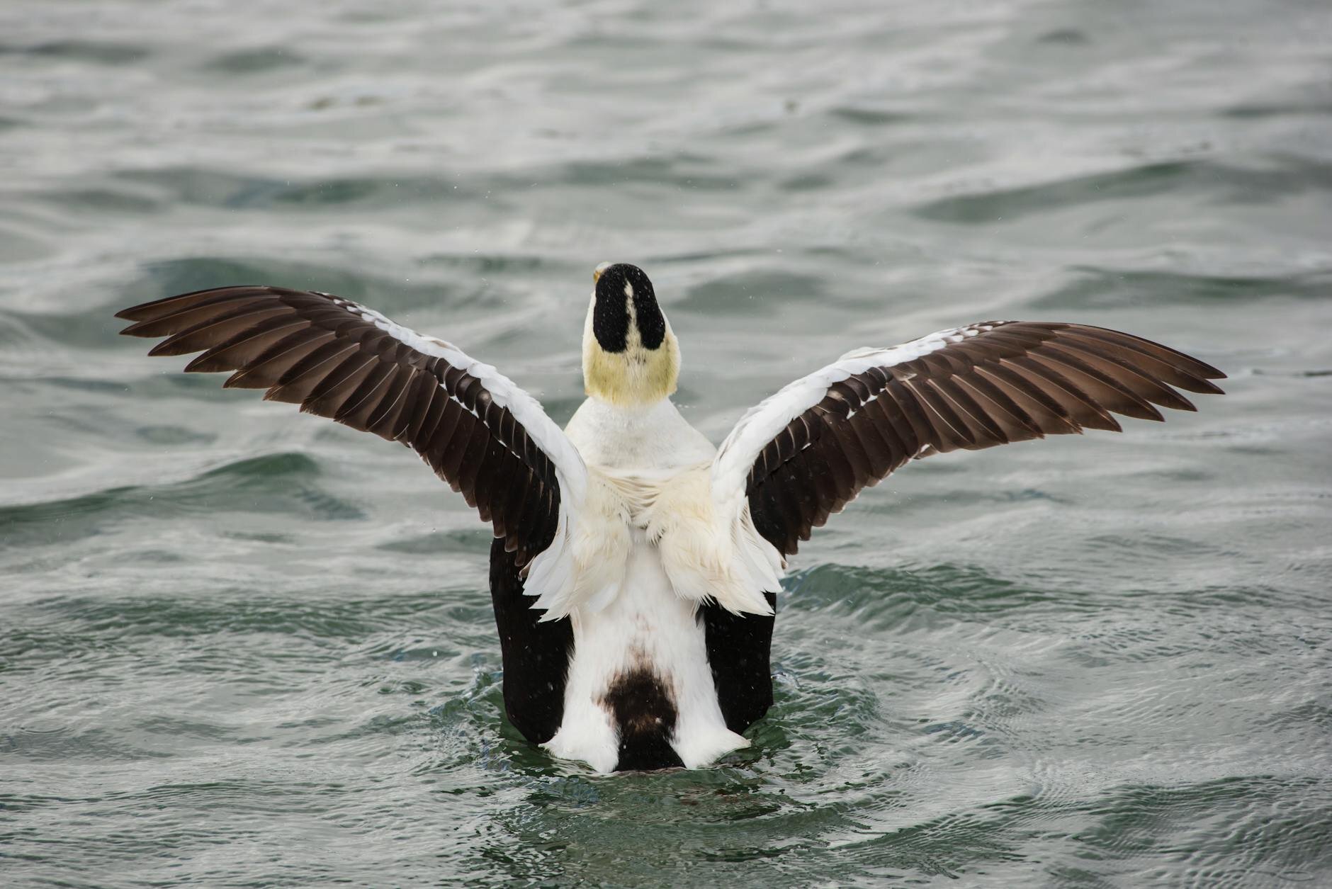 a common eider waddling in water