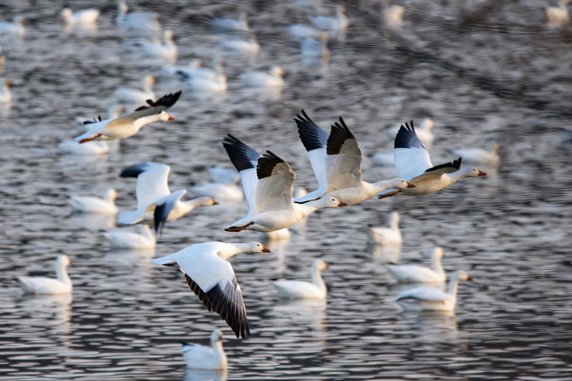 A flock of snow goose flying low over water