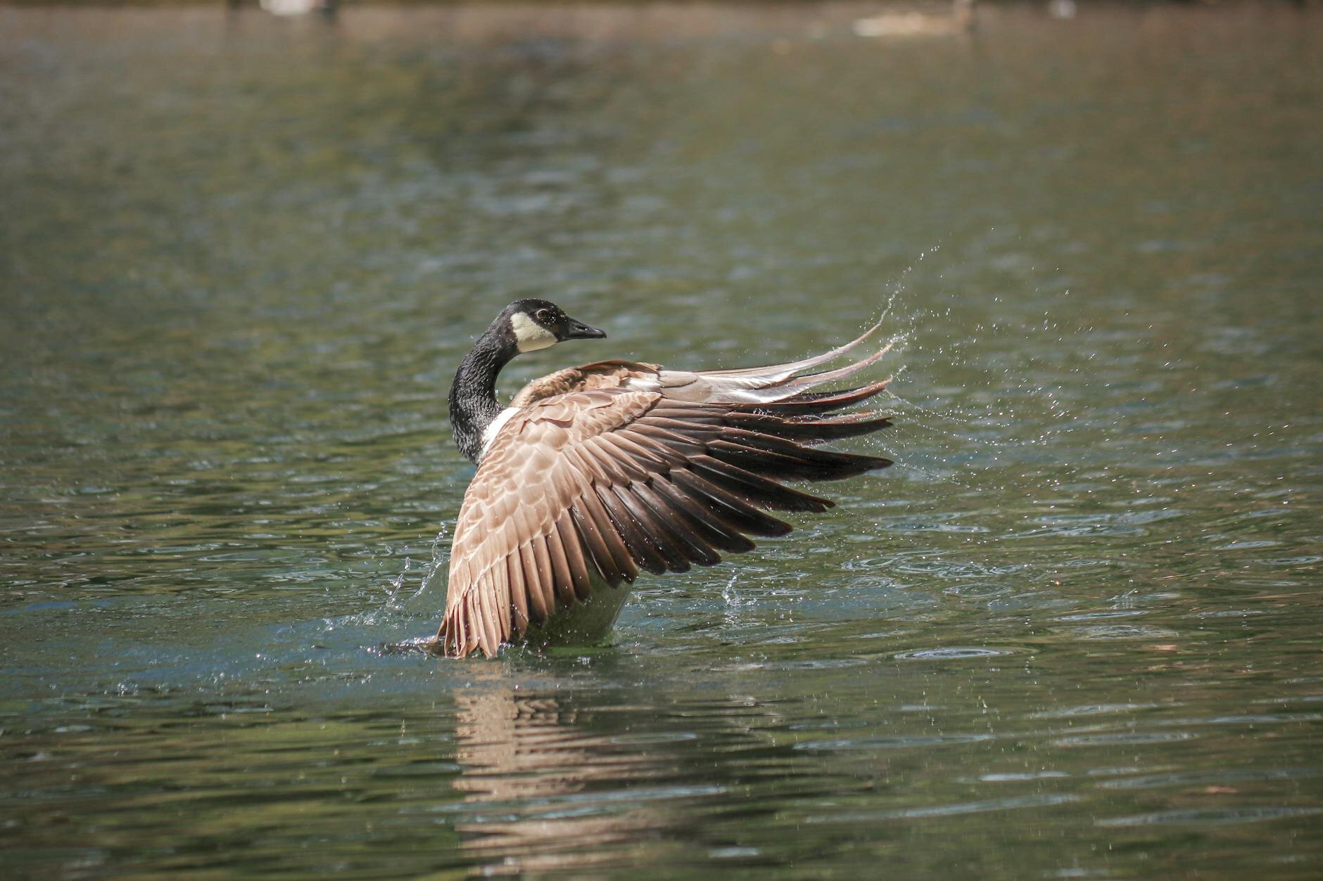 goose on a lake