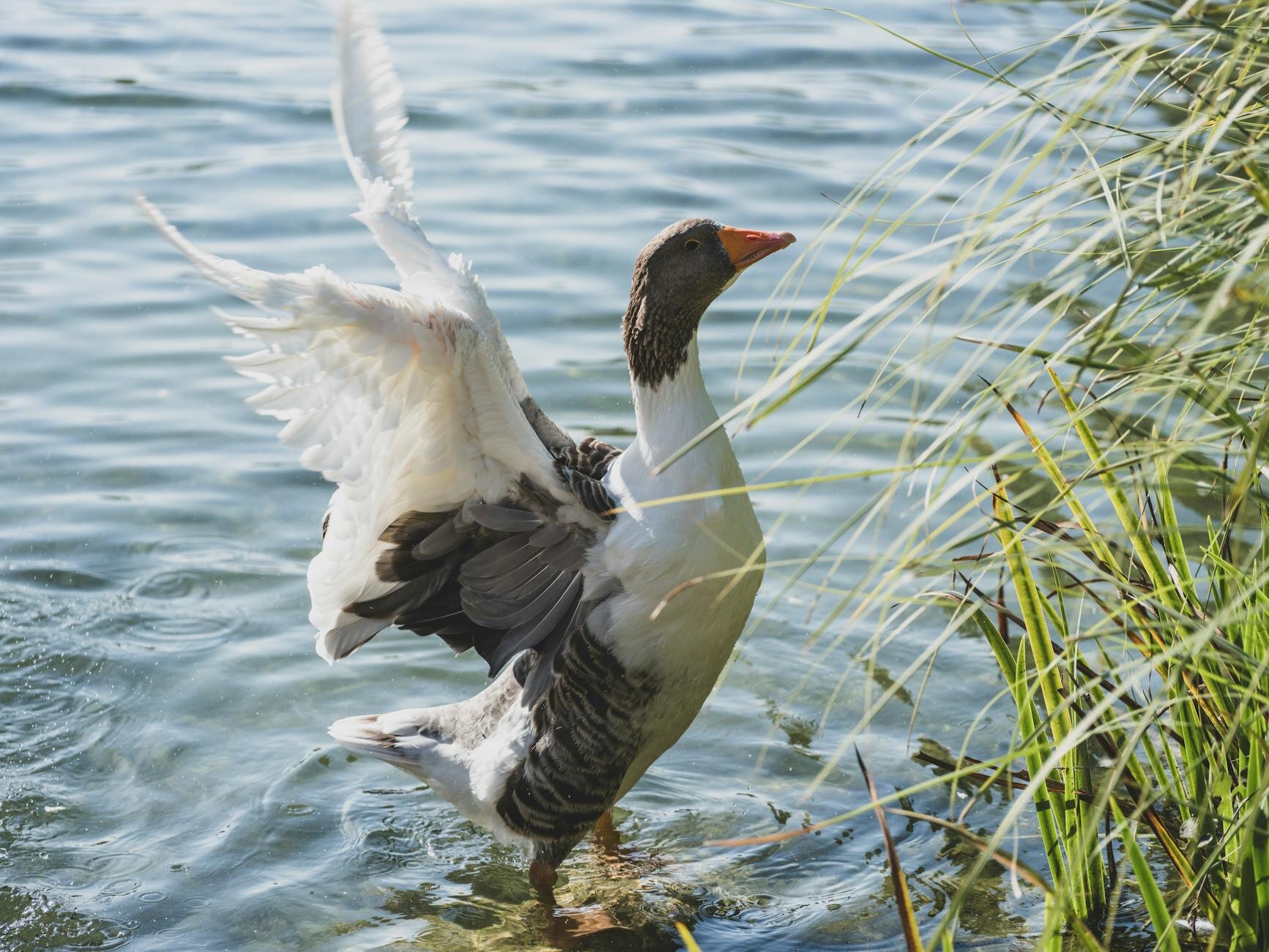 Goose flapping its wings by the river