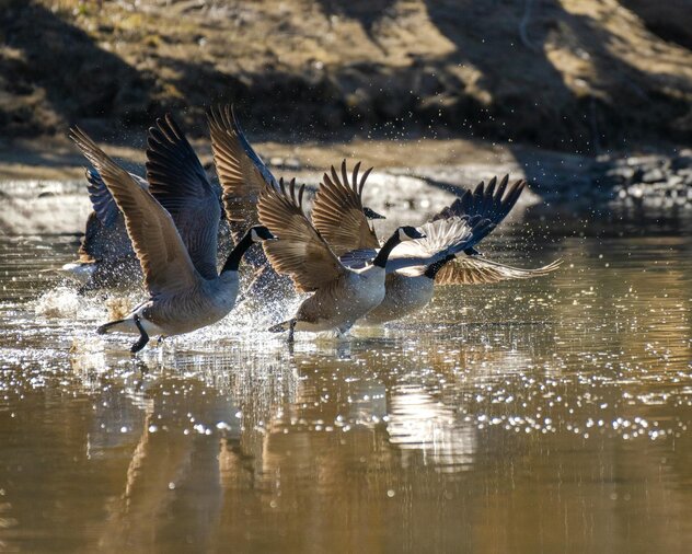 Canadian geese flying over water