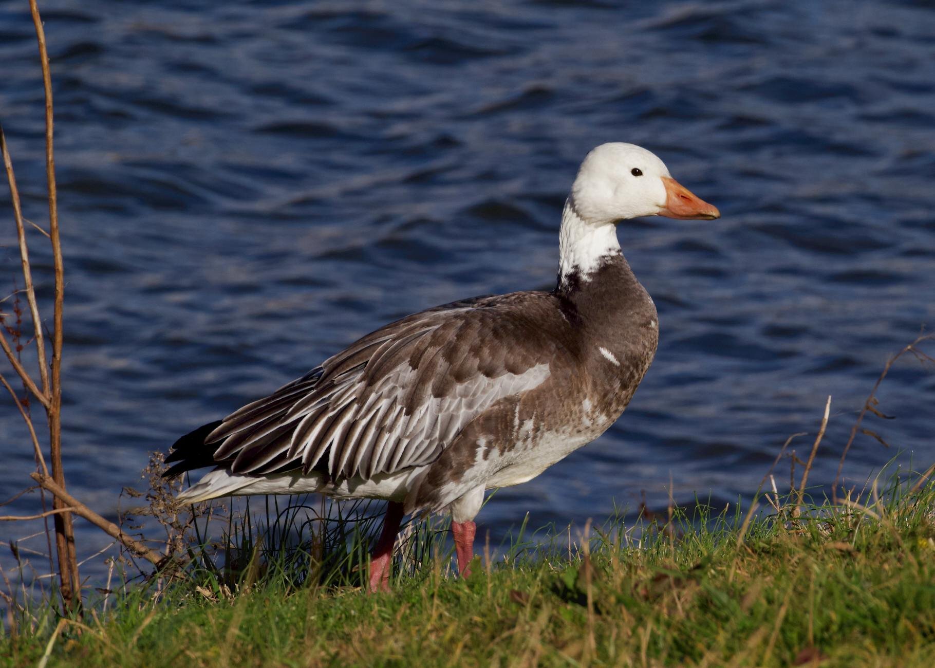 snow goose by the waterlines