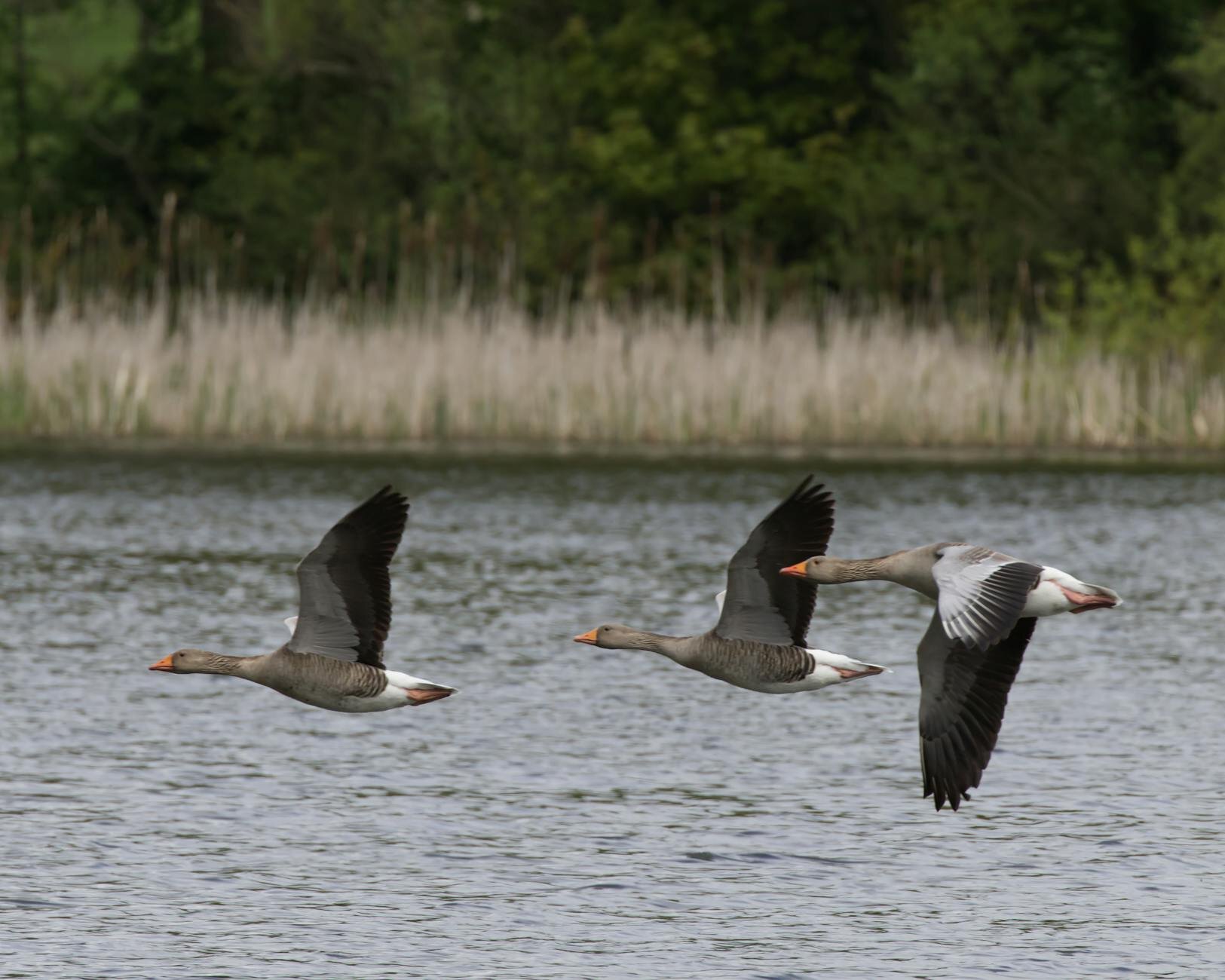 snow geese flying over waters