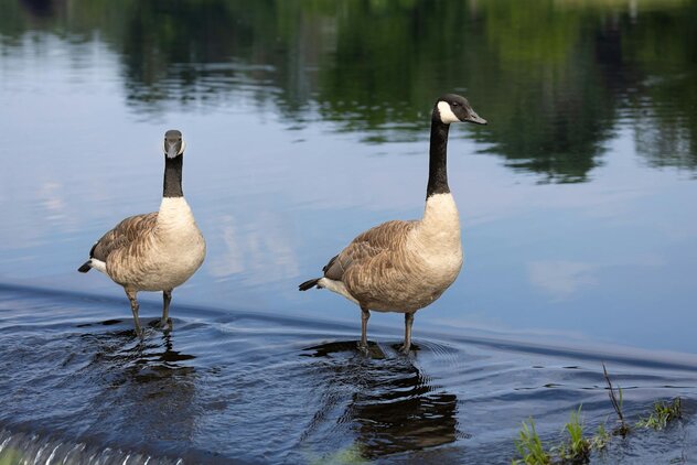 a pair of Canadian geese by the water