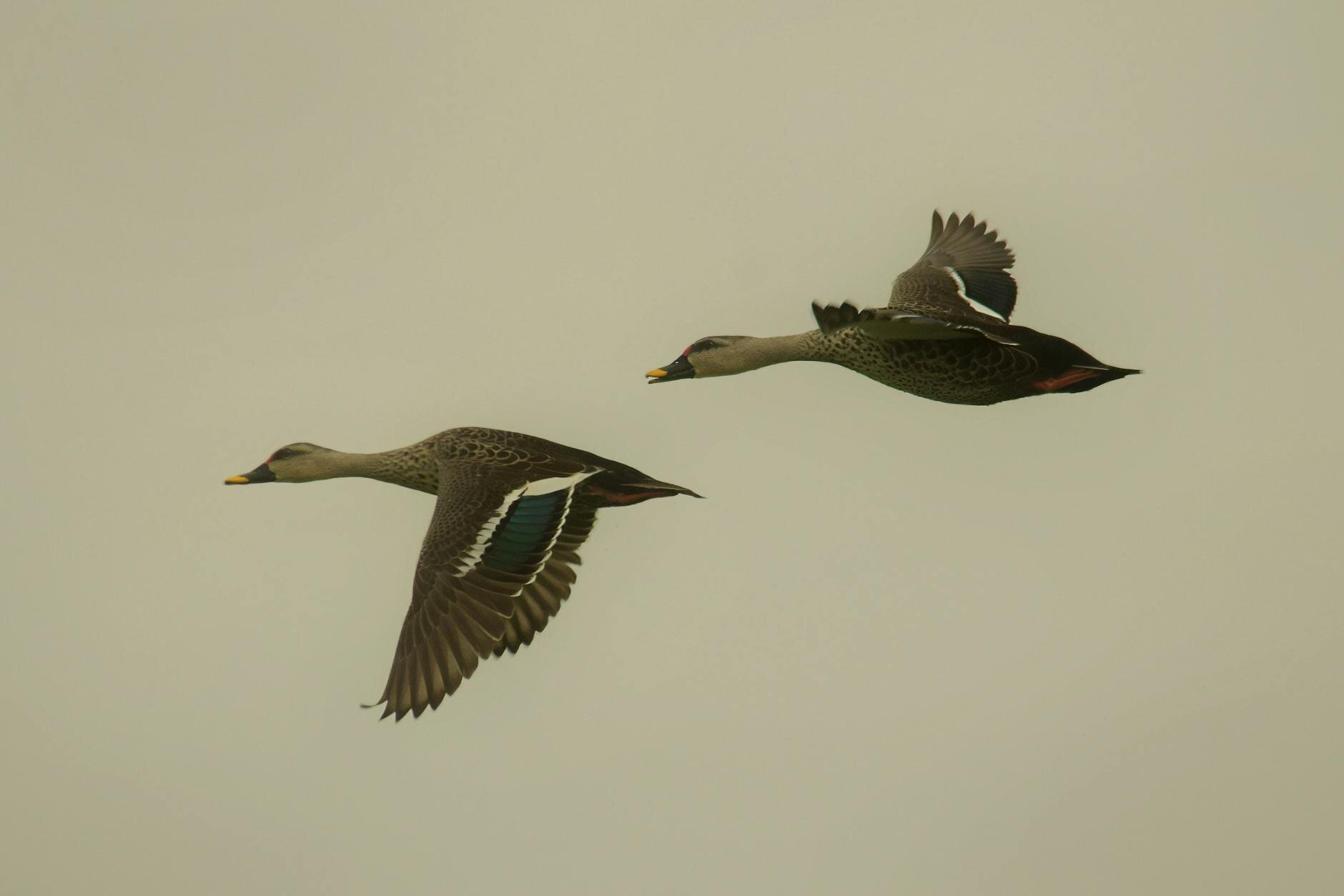 flock of waterfowl game birds flying low over a lake at dusk