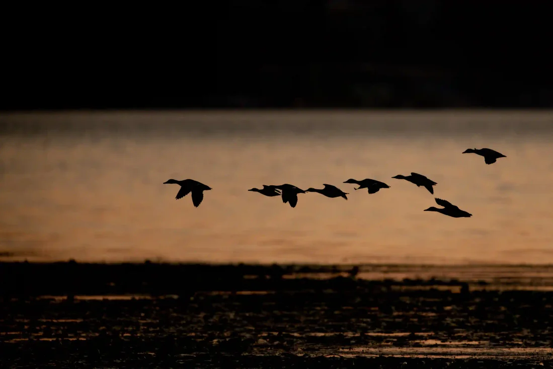 flock of waterfowl game birds flying low over a lake at dusk