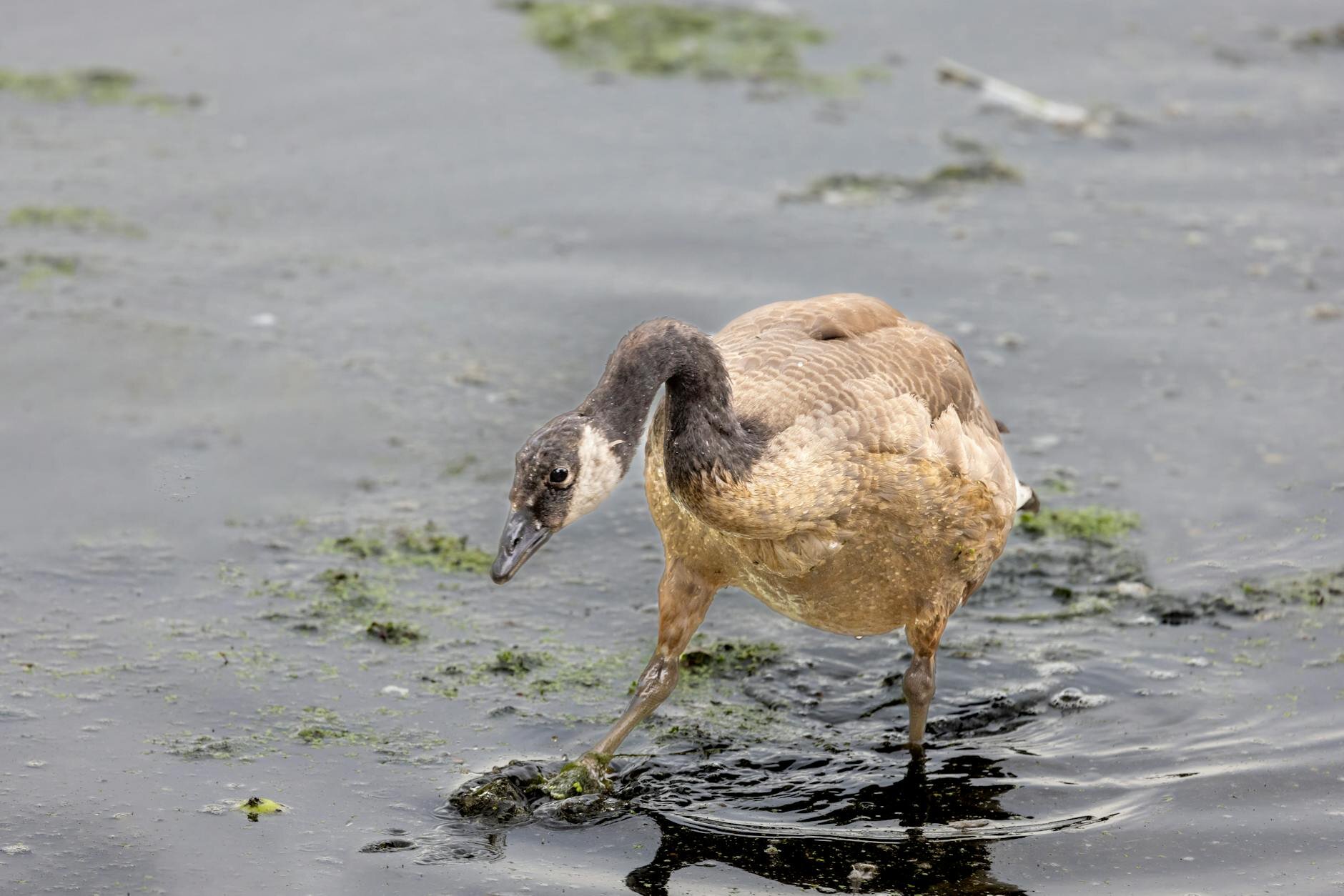 close up shot of a geese in shallow waters