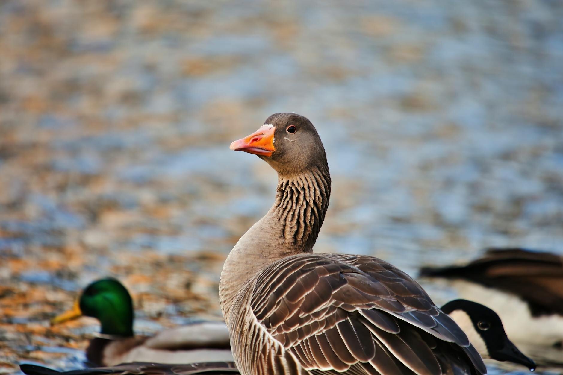 brown ducks on shallow, pebbled waters