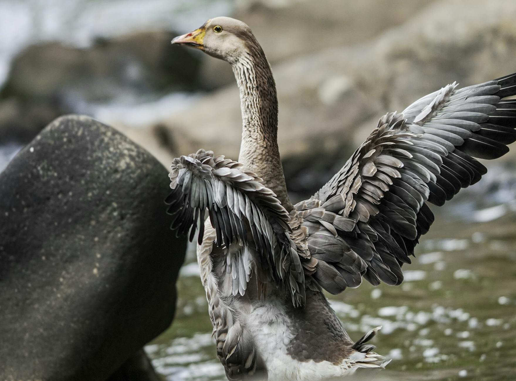 close up shot of a goose