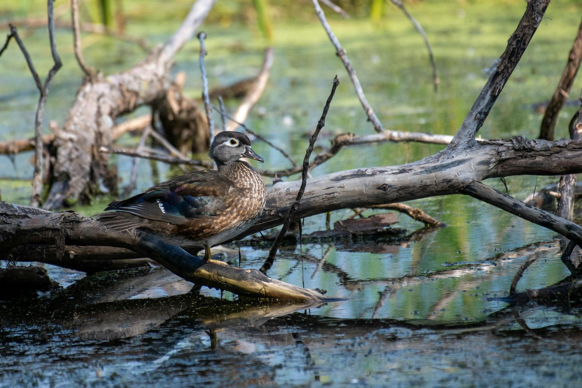 duck on tree trunks by the pond