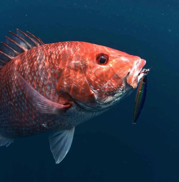 Red Snapper