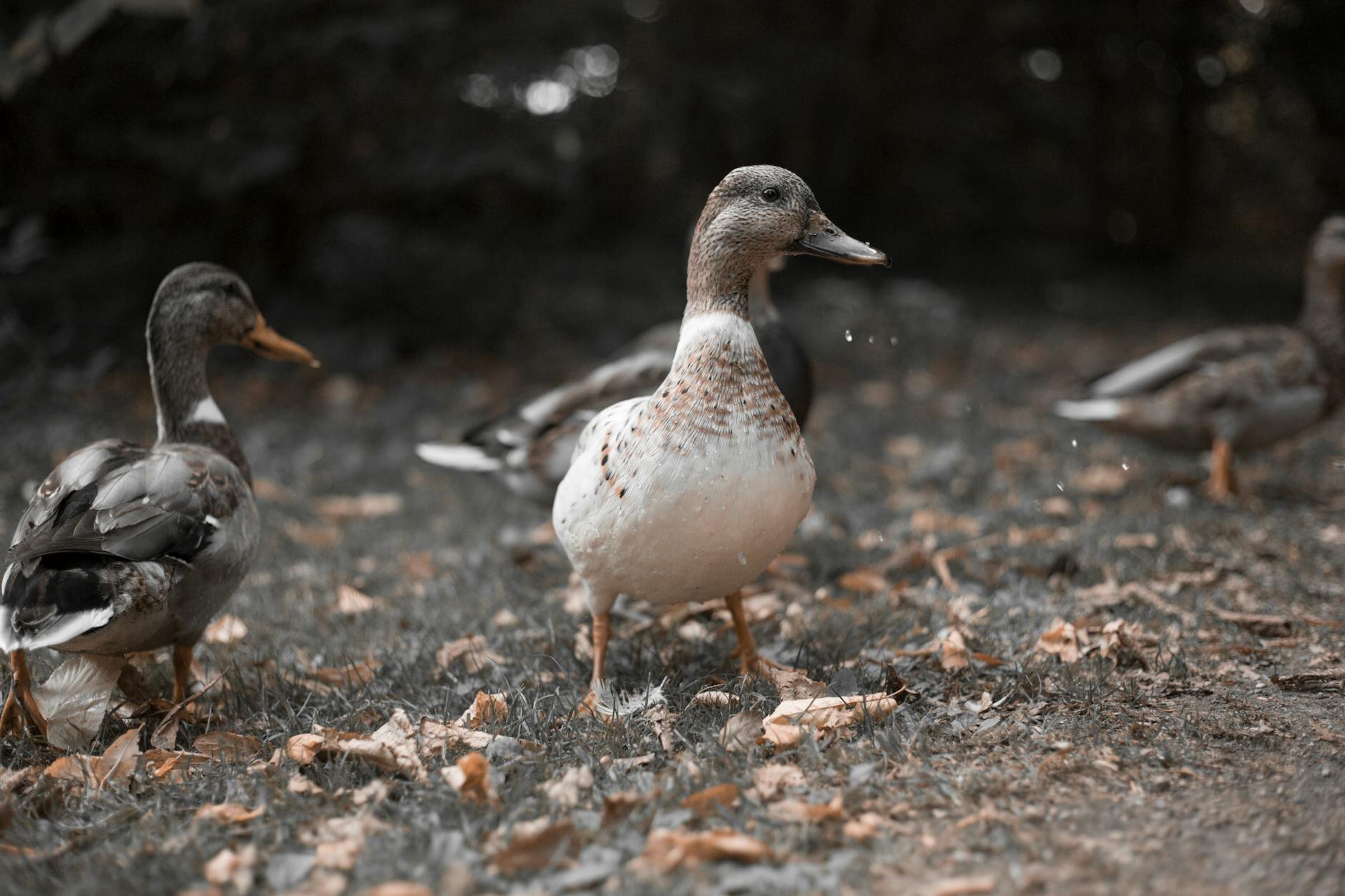 ducks on ground