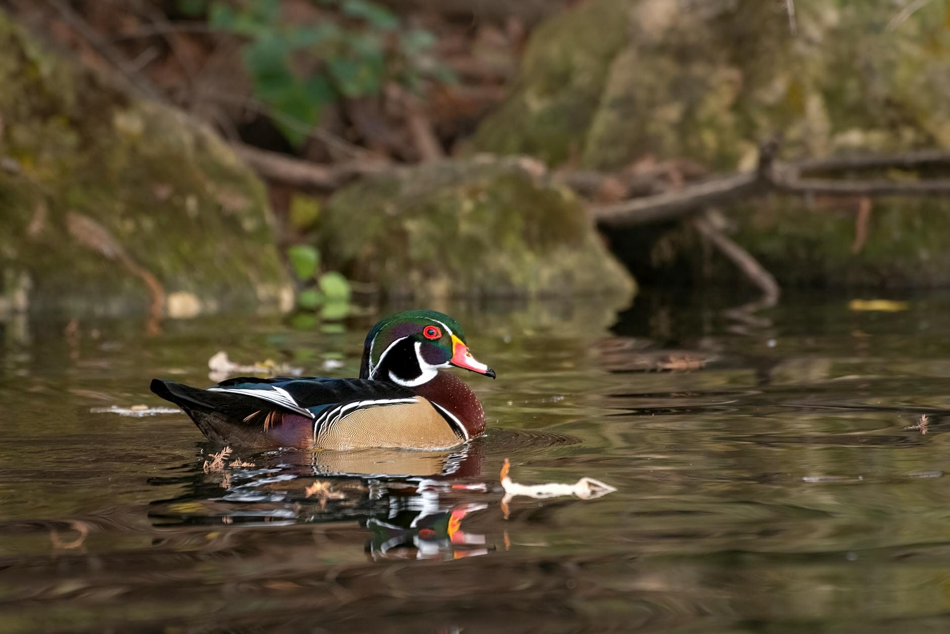 wood duck on shallow waters