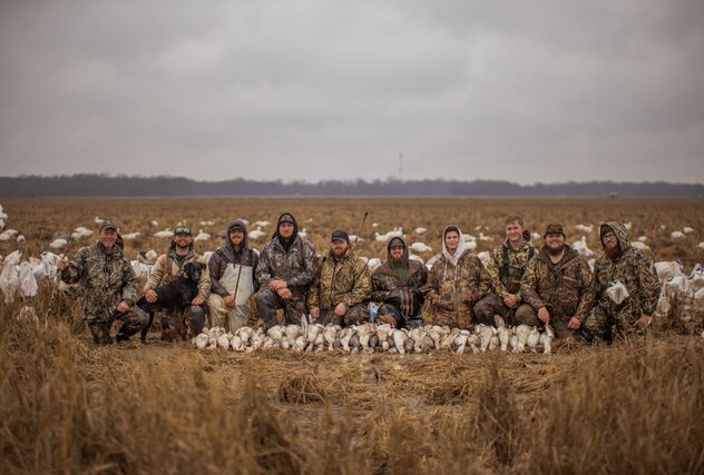 pile of snow geese in Arkansas