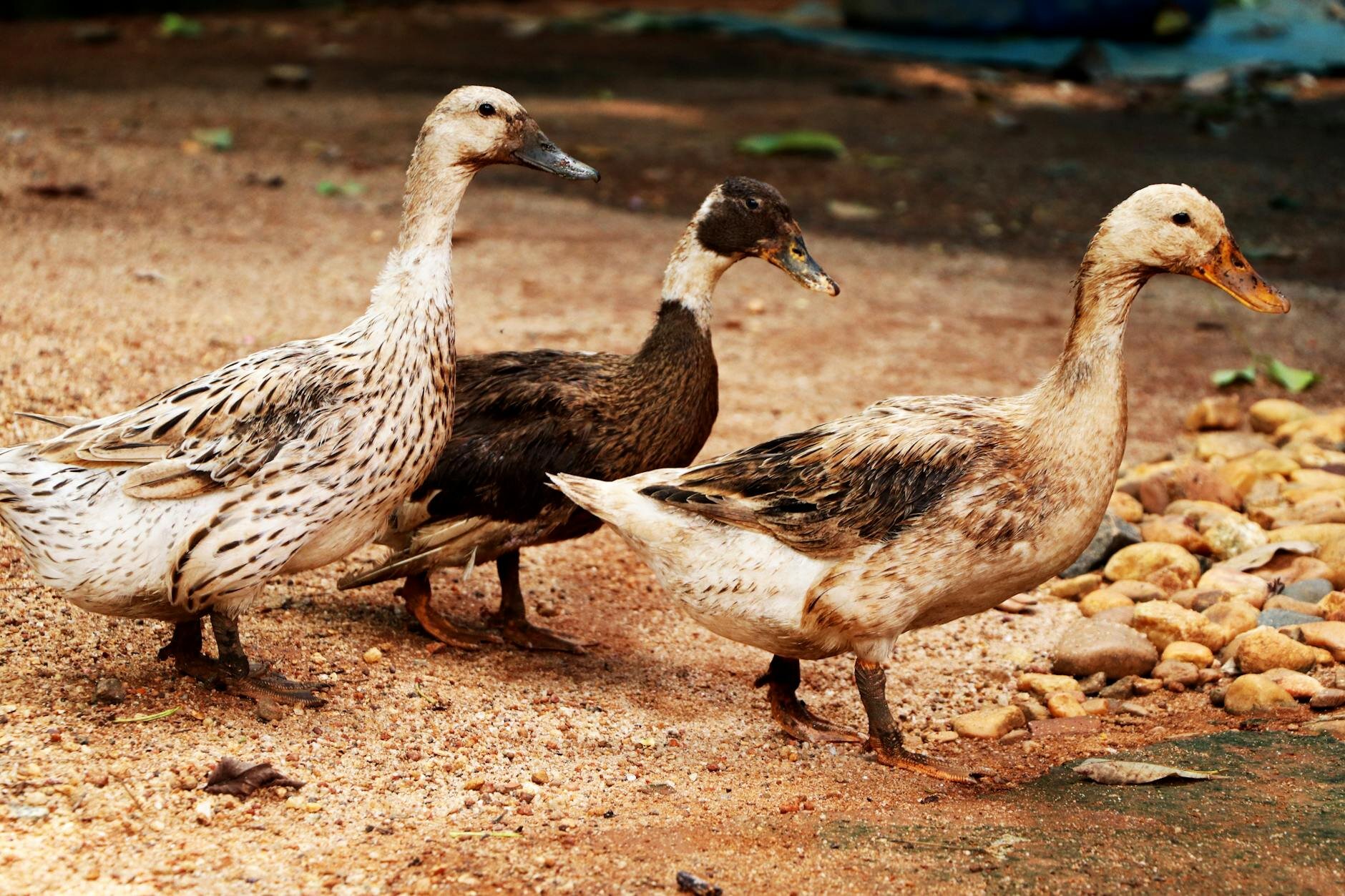 ducks walking