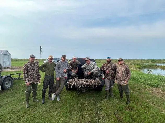 silver teal on a rocky shore