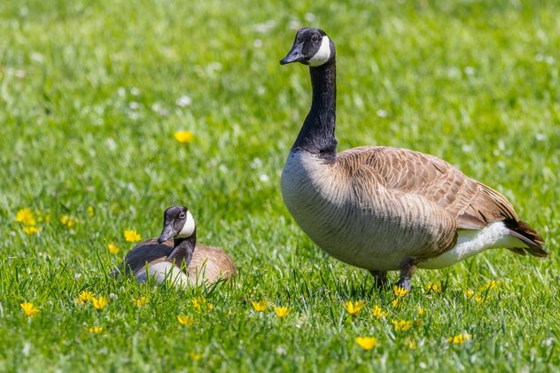 Canadian geese on green fields