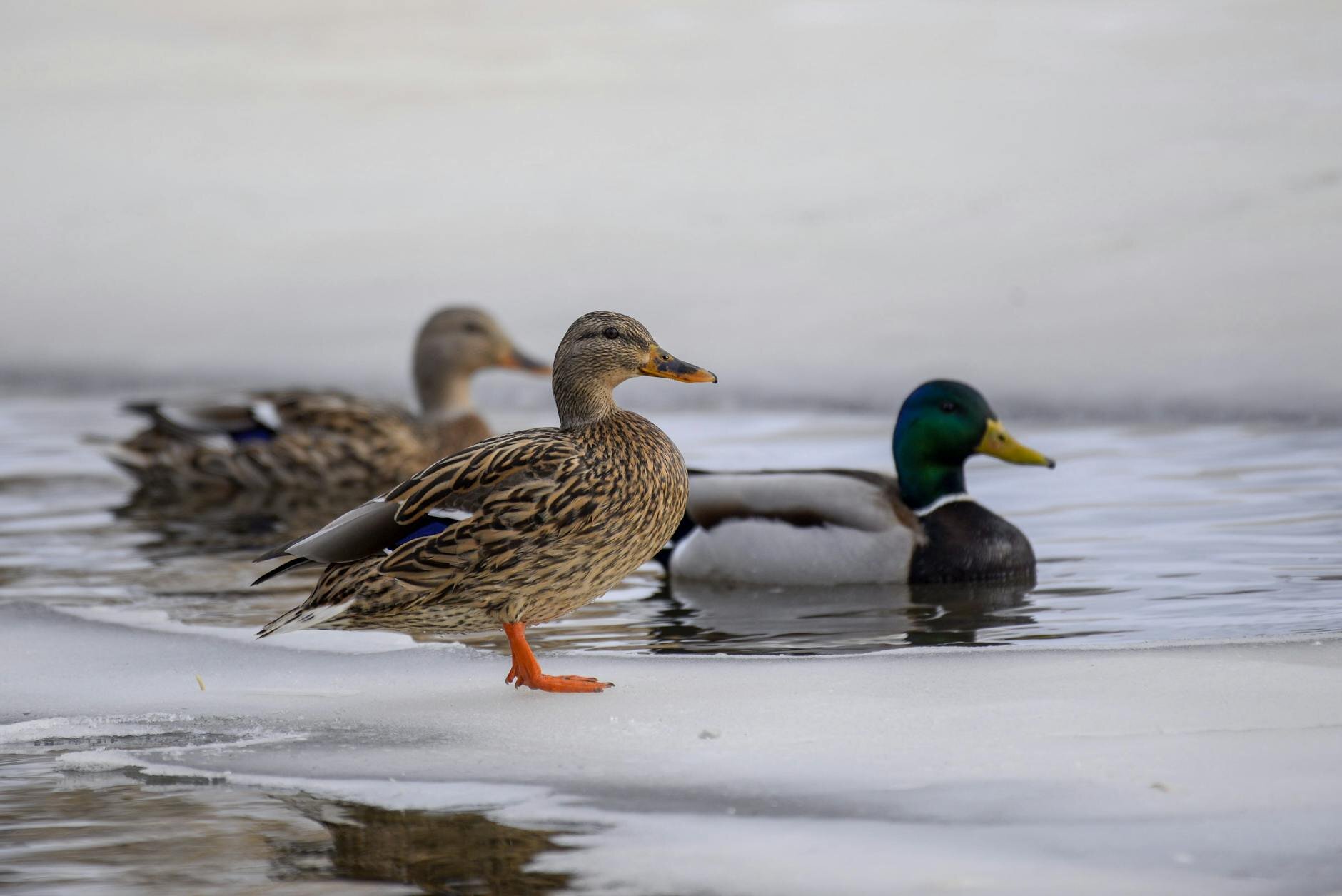 ducks on shallow lake