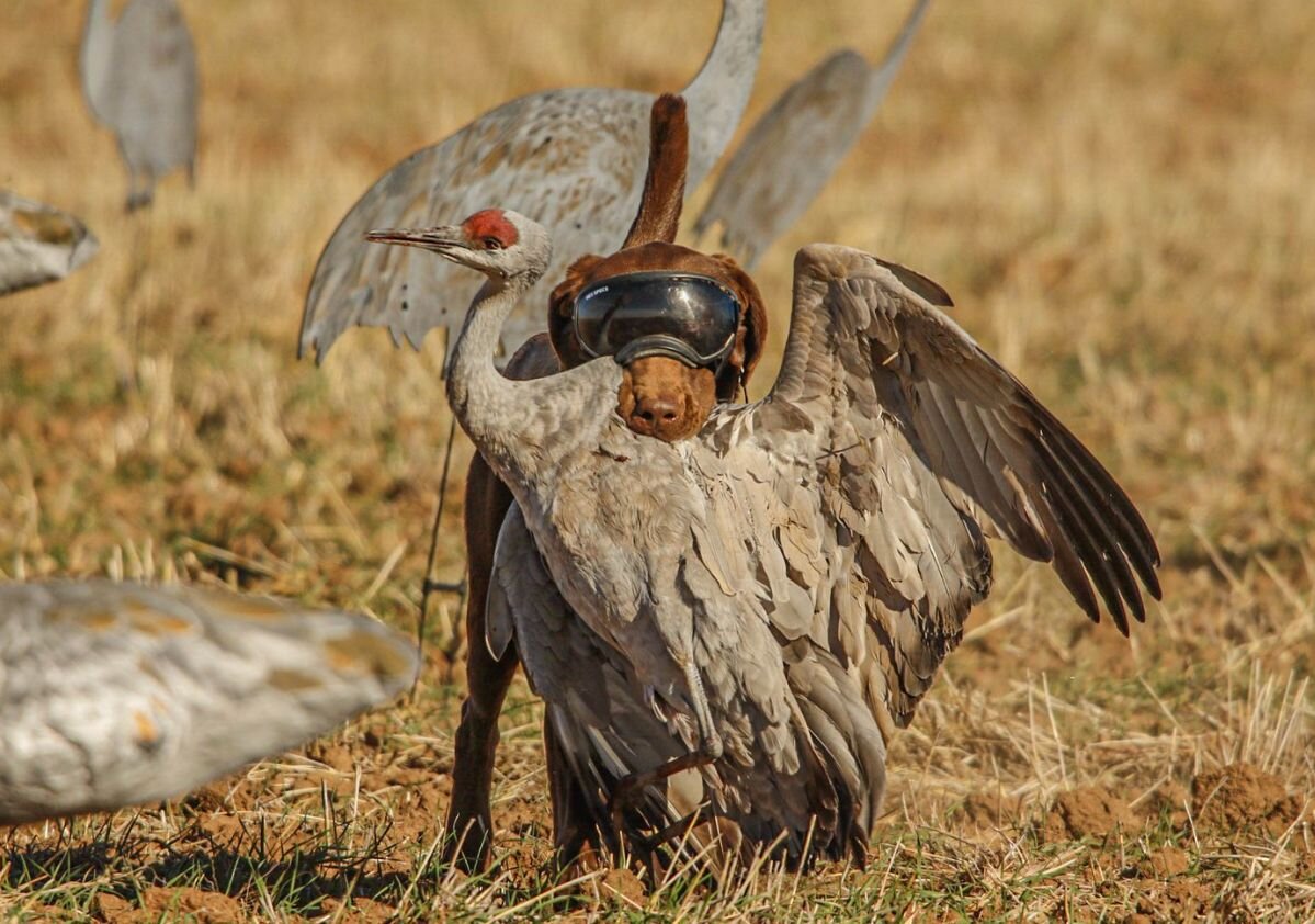 Duck dog wearing goggles bringing a Sandhill Crane back to the blind in west Texas.