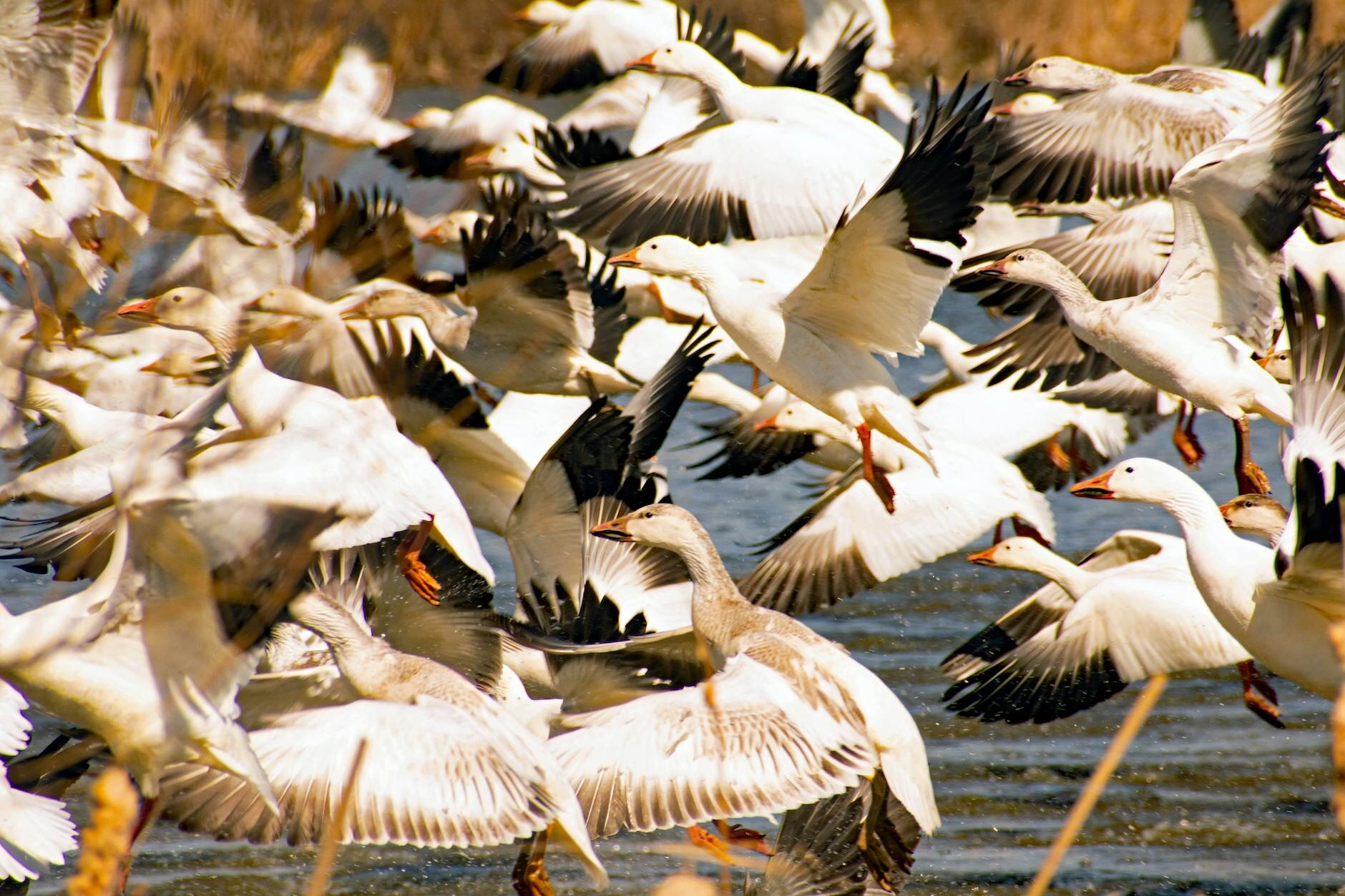 flock of snow geese in flight