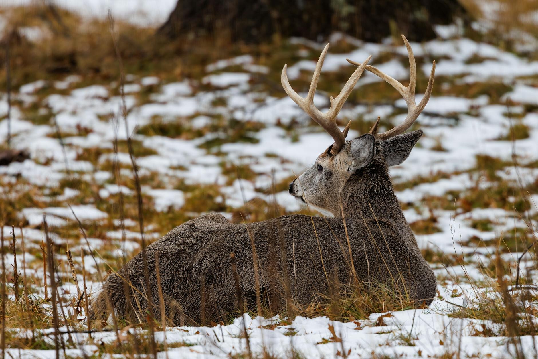 a whitetail deer on a snowy mountain