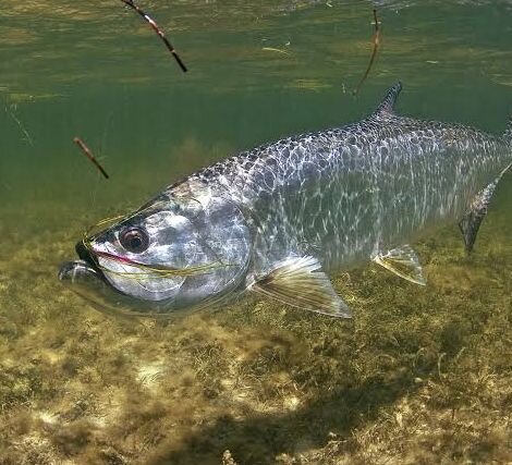 Tarpon Fishing