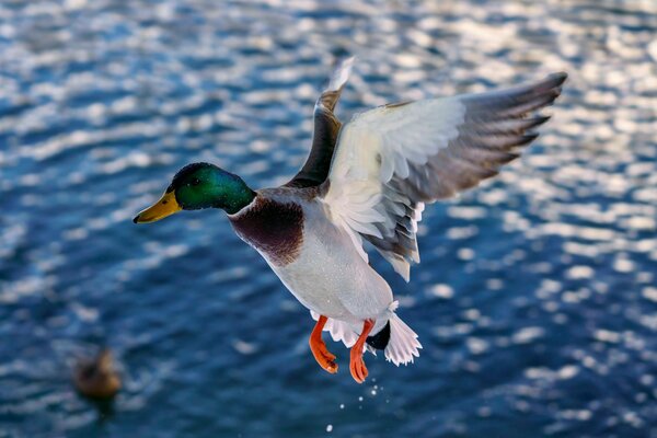 Waterfowl Hunts