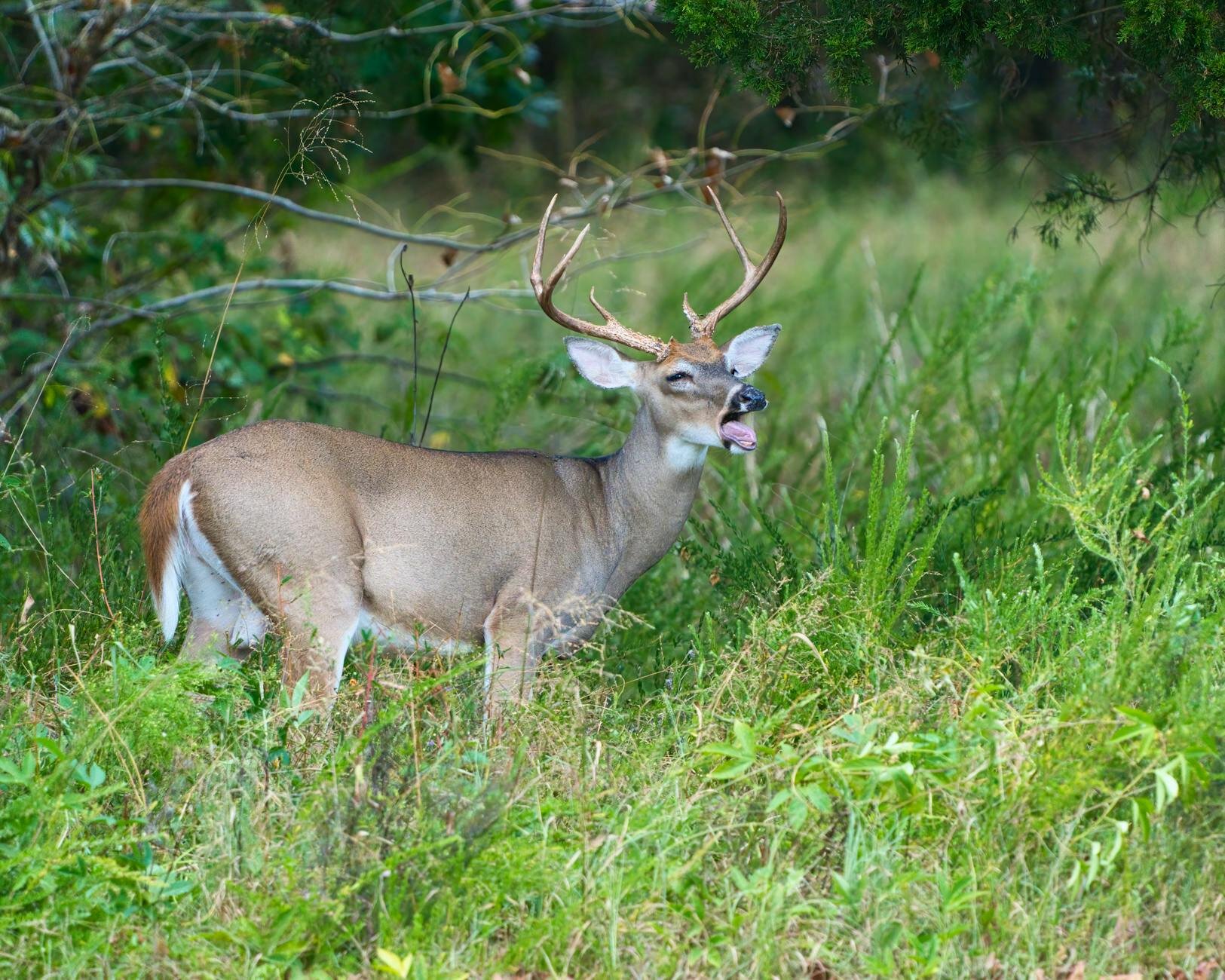 A whitetail deer on the grass