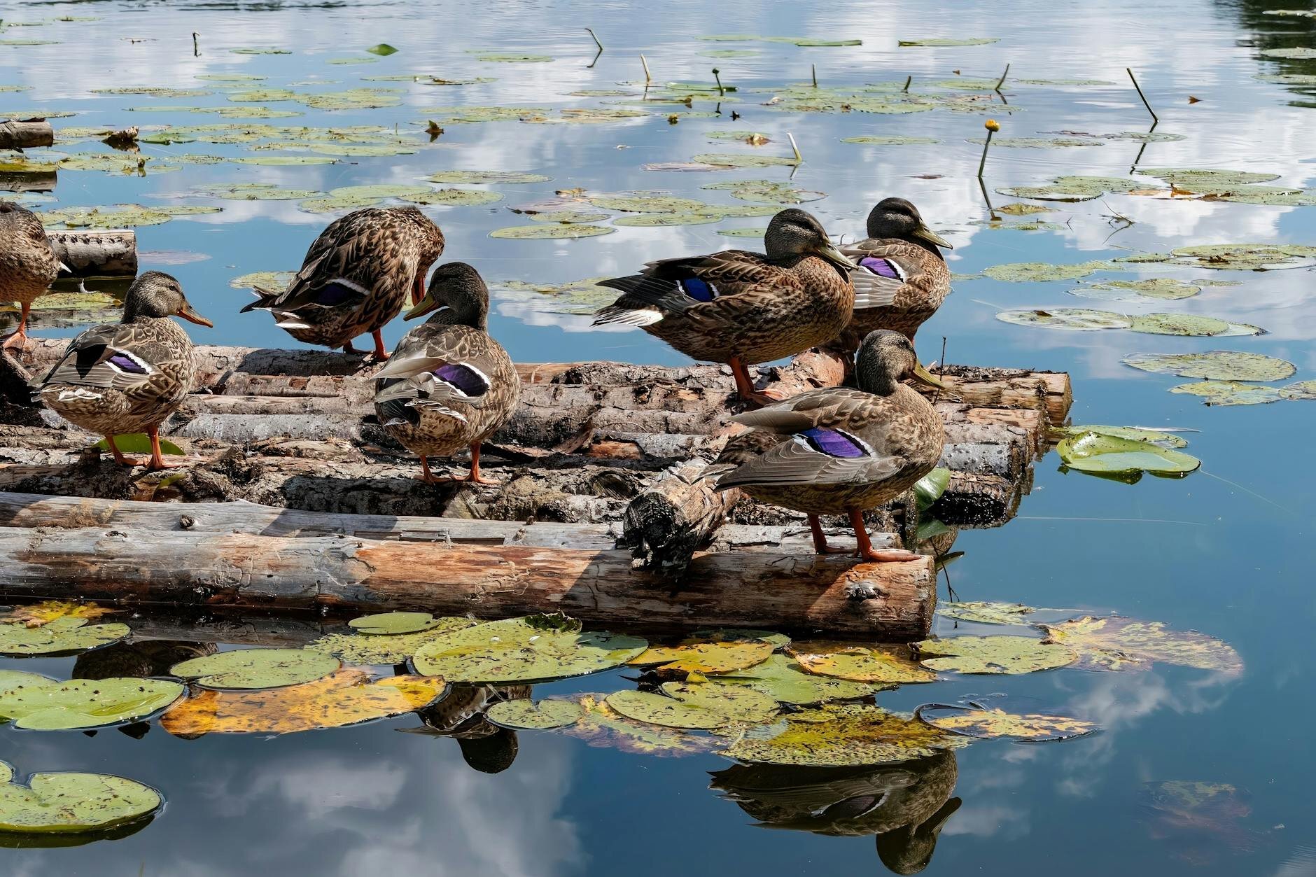 flock of ducks on a pond