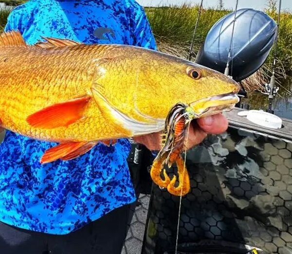Redfish