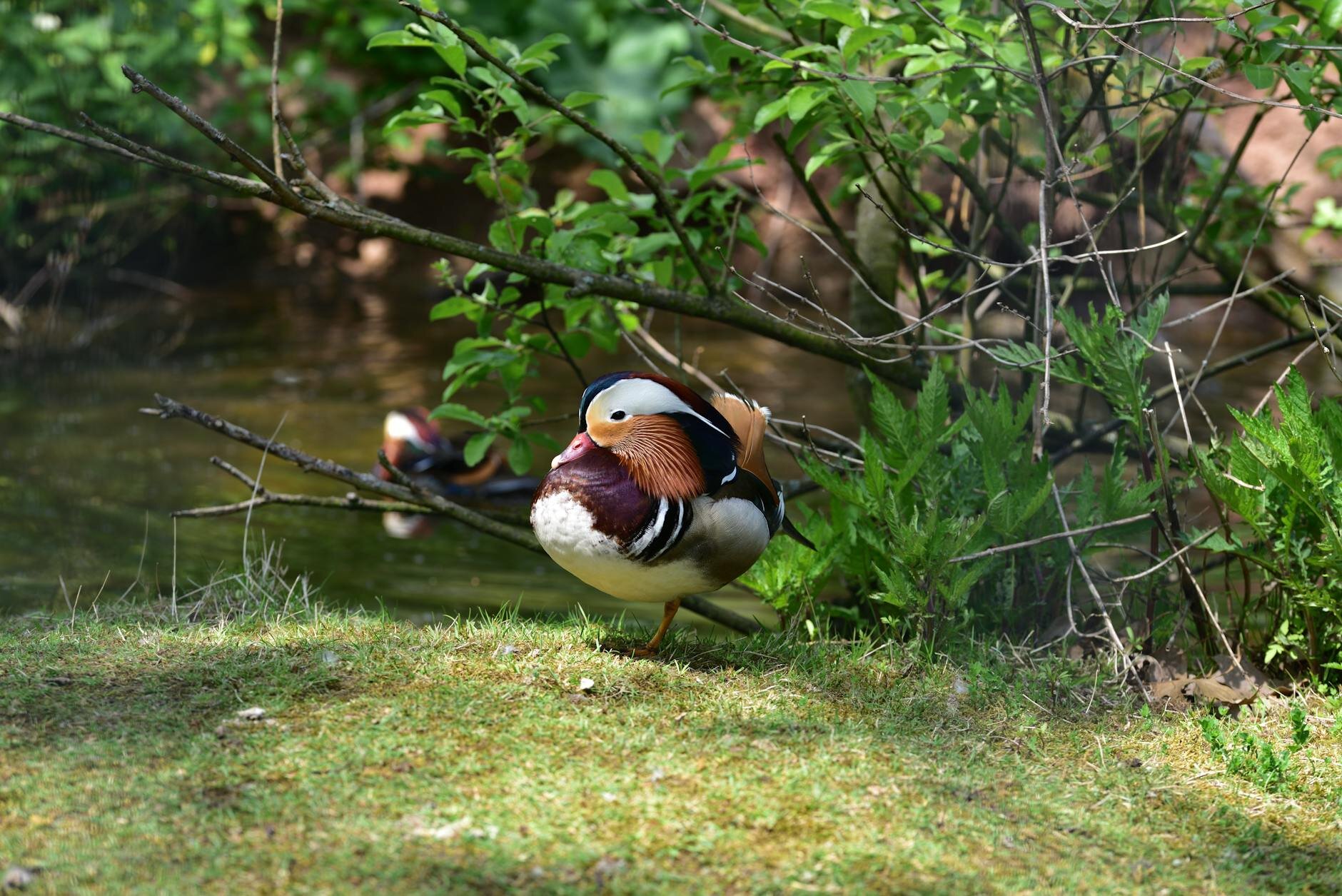 mallard duck on grass