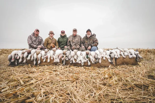 stack of snow geese in South Dakota during spring conservation season